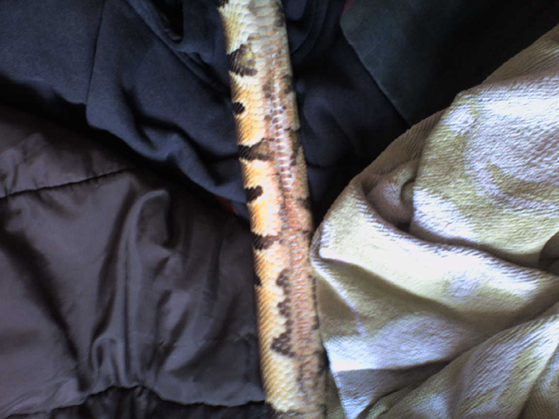 Urgent Help Needed! (photos)